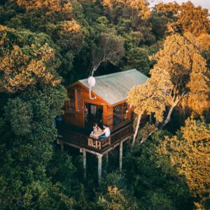 L’Arbre d’Or – Cabane dans les arbres de Fontainebleau